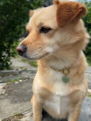 Heart Dog Collar - Healing Stone Pendant for Your Dog